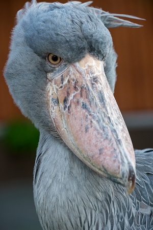 掛川花鳥園　ハシビロコウ