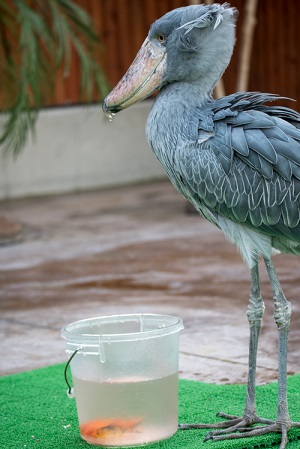 掛川花鳥園　ハシビロコウ