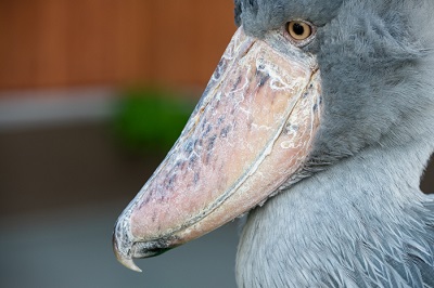 掛川花鳥園　ハシビロコウ