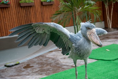掛川花鳥園　ハシビロコウ
