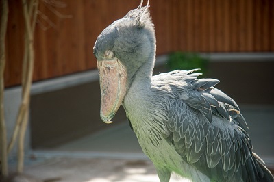 掛川花鳥園　ハシビロコウ