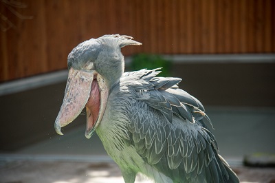 掛川花鳥園　ハシビロコウ
