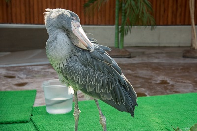 掛川花鳥園　ハシビロコウ