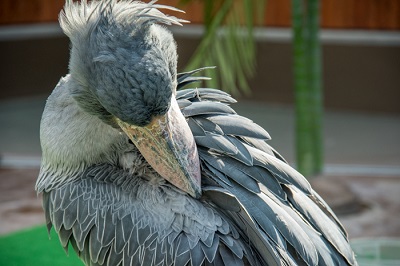 掛川花鳥園　ハシビロコウ
