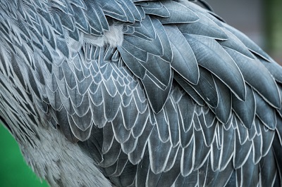掛川花鳥園　ハシビロコウ