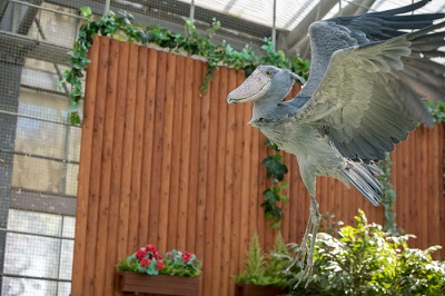 掛川花鳥園　ハシビロコウ