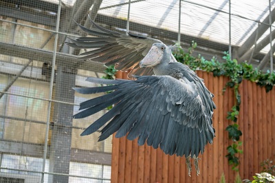 掛川花鳥園　ハシビロコウ
