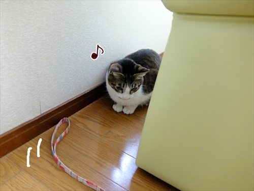 柴犬ひかりといちごと猫ミルキー