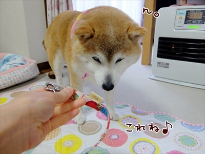 柴犬ひかりといちごと猫ミルキー
