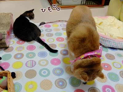 柴犬ひかりといちごと猫ミルキー