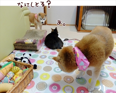 柴犬ひかりといちごと猫ミルキー