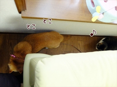 柴犬ひかりといちごと猫ミルキー