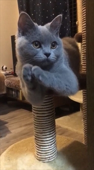 猫のパティちゃん