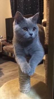 猫のパティちゃん