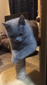 猫のパティちゃん