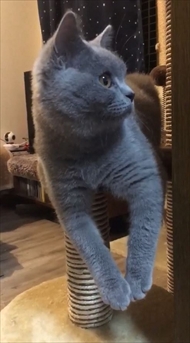 猫のパティちゃん