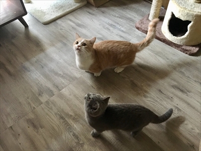 猫のパティちゃん