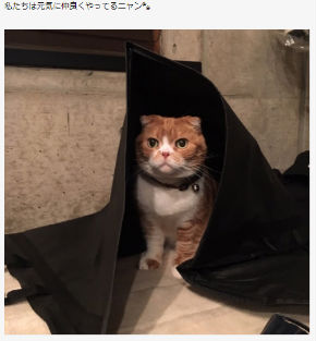 大杉漣　ペット　猫　風トラ便り　俳優