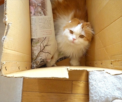 なめネコれおくんピーチくん