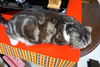 なめネコれおくんピーチくん