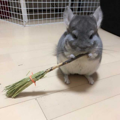 チンチラ ホウキ 掃除 作ってみた