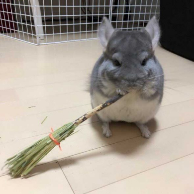 チンチラ ホウキ 掃除 作ってみた