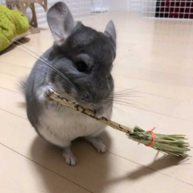 チンチラ ホウキ 掃除 作ってみた