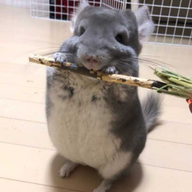 チンチラ ホウキ 掃除 作ってみた