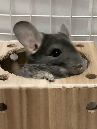 チンチラ ホウキ 掃除 作ってみた