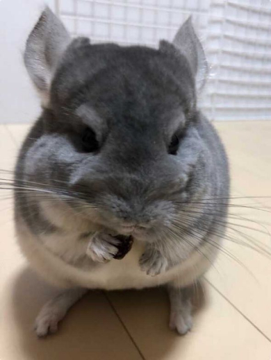 チンチラ ホウキ 掃除 作ってみた