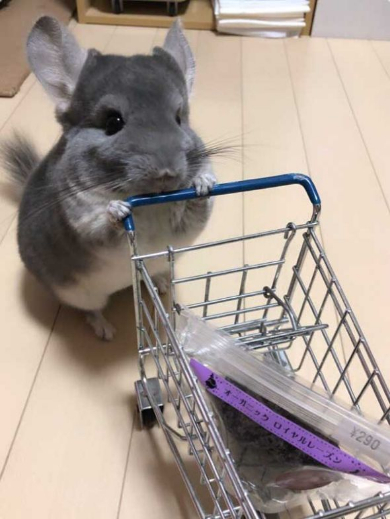 チンチラ ホウキ 掃除 作ってみた