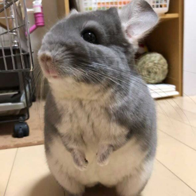 チンチラ ホウキ 掃除 作ってみた