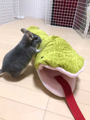 チンチラ ホウキ 掃除 作ってみた