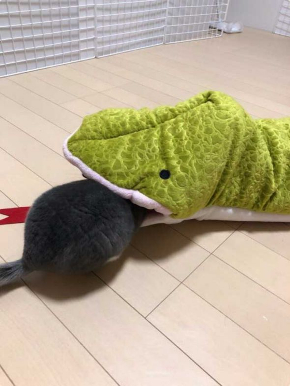 チンチラ ホウキ 掃除 作ってみた