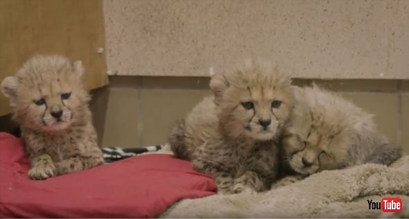 Three's A Fuzzy Crowd