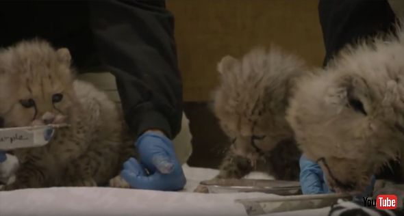 Three's A Fuzzy Crowd