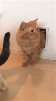 キャットドアから出てくる猫ちゃんたち