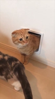 キャットドアから出てくる猫ちゃんたち