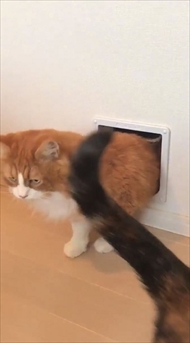 キャットドアから出てくる猫ちゃんたち