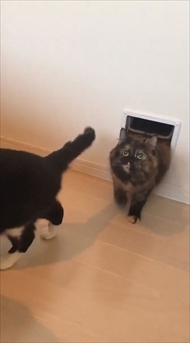 キャットドアから出てくる猫ちゃんたち