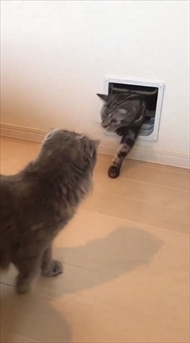 キャットドアから出てくる猫ちゃんたち