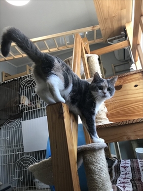 キャットドアから出てくる猫ちゃんたち