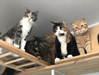 キャットドアから出てくる猫ちゃんたち