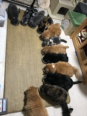 キャットドアから出てくる猫ちゃんたち