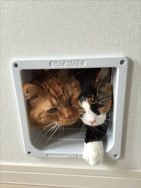 キャットドアから出てくる猫ちゃんたち