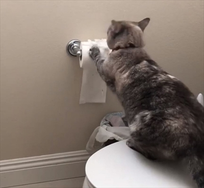 トイレットペーパーをビリビリする猫
