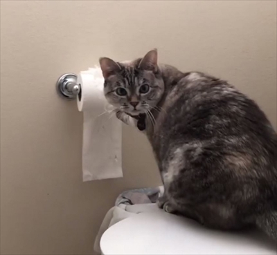 トイレットペーパーをビリビリする猫