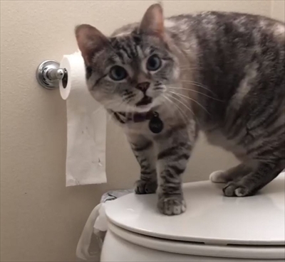 トイレットペーパーをビリビリする猫