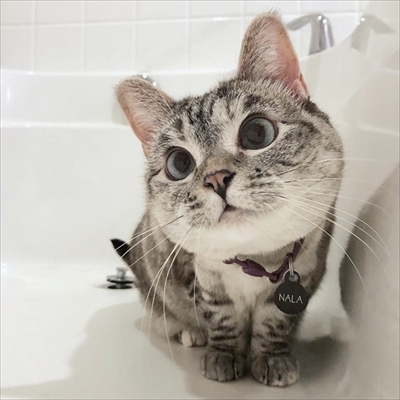 トイレットペーパーをビリビリする猫