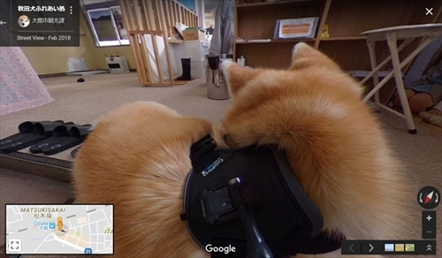 秋田犬目線のストリートビュー